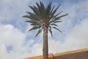 Poda y limpieza de las palmeras de Salinetas y Clavellinas/TA.